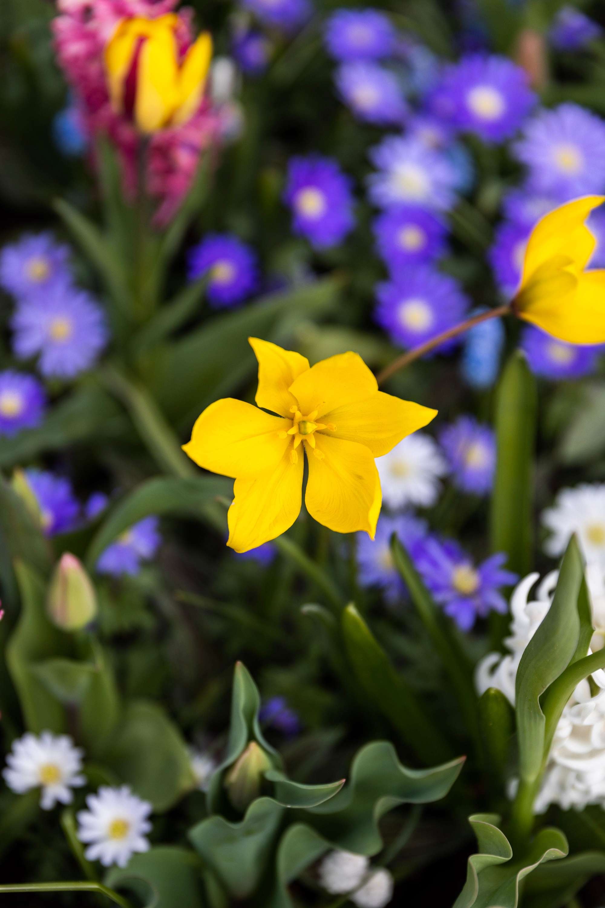 Tulpe 'Sylvestris'